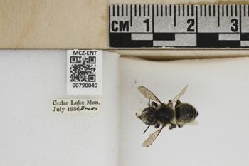 Media type: image;   Entomology 790040 Aspect: Labels